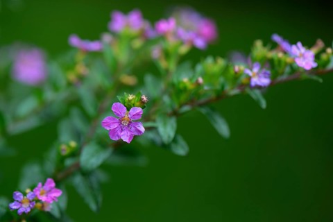 Japanese false myrtle