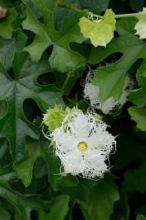 Chinese snake hair cucumber