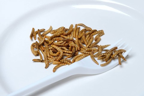 Mealworms on plate with fork