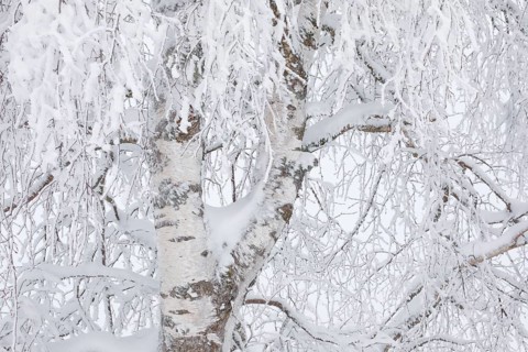 Birch