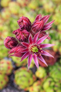 Mountain houseleek