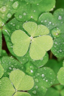 Forest clover with water drop