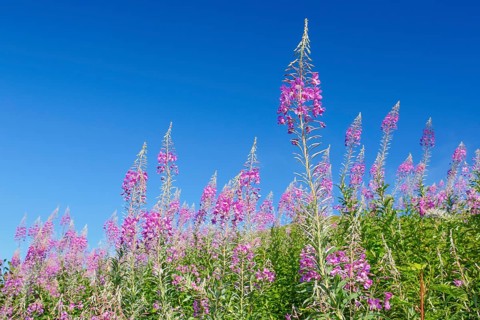 Narrow-leaved willowherb