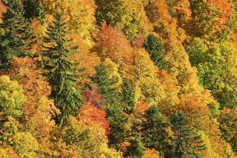 Mixed forest in autumn