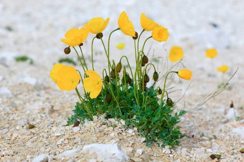 Poppy