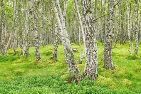 Birch forest
