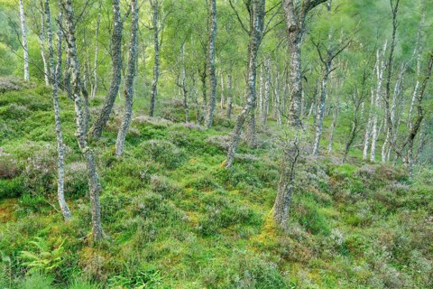 Birch forest