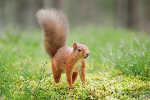 Red Squirrel
