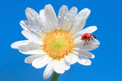 Ladybird on daisy