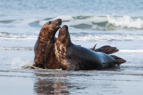 Grey seal