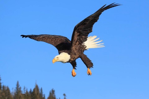 Bald eagle