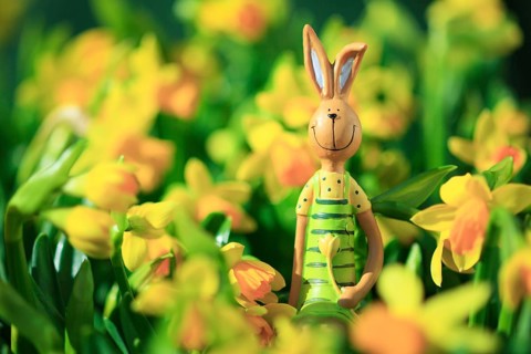 Easter bunny in the middle of yellow daffodils