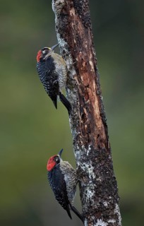 Two temporal spotted woodpeckers