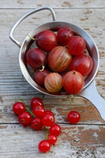 Gooseberries in sieve and Redcurrants