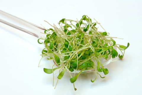 Garden cress