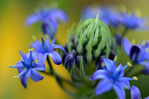 Peruvian squill