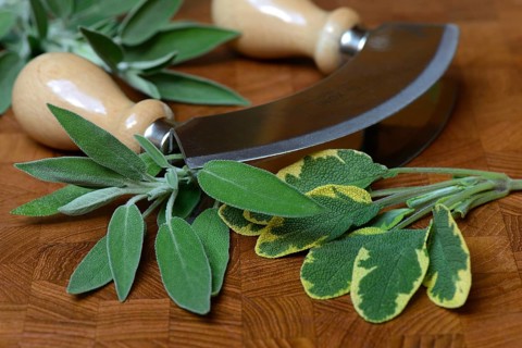 Sage leaves
