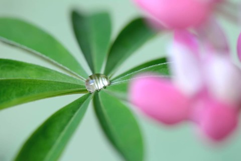 Water drops on lupine leaf