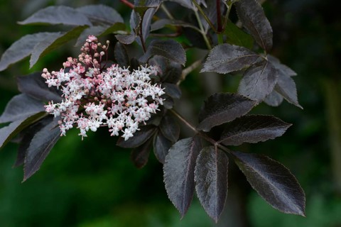 Black elderberry