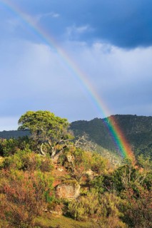 Typical landscape in the Sierra de Andujar National Park