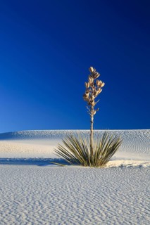 Yucca