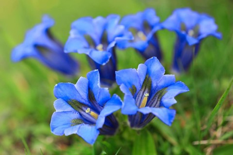 Gentian