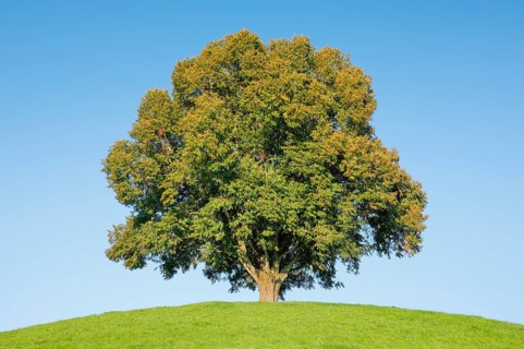 Linden tree on the Hirzel