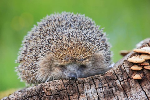 European hedgehog