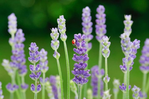 Two-spotted ladybird on lavender flower