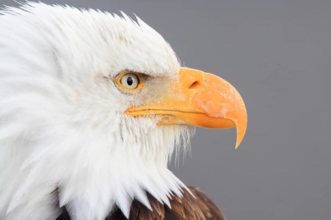 Bald eagle