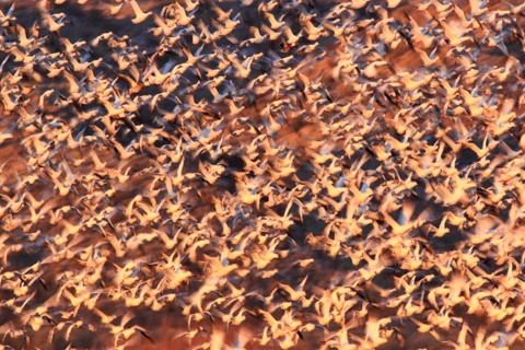 Snow goose