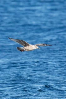 Yellow-legged gull