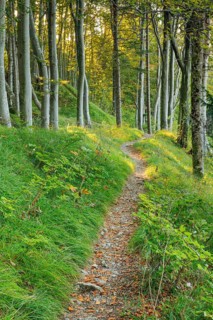 Waldweg