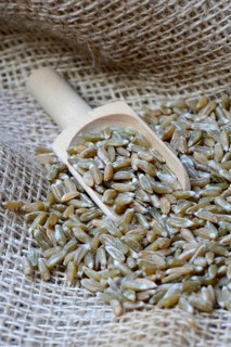 Unripe spelt grain