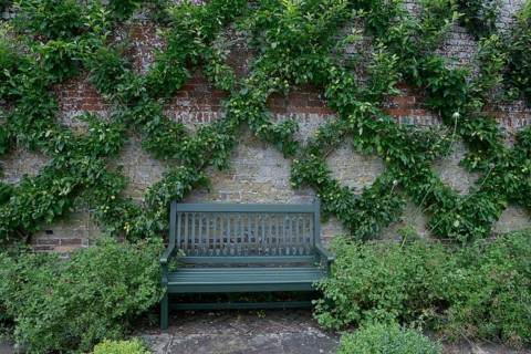 Apple tree