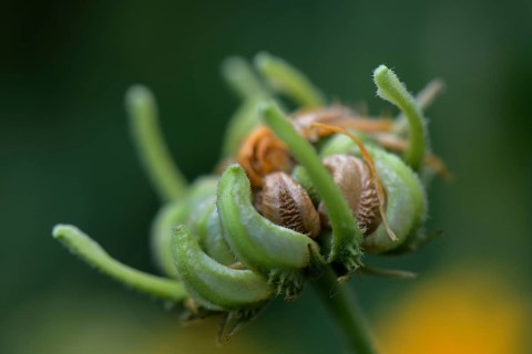 Common Marigold