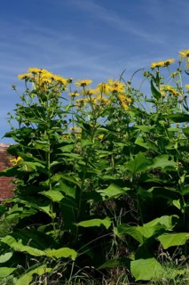 Elecampane
