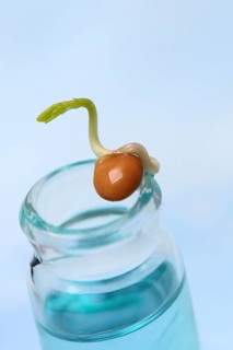 Lentil sprout on bottle