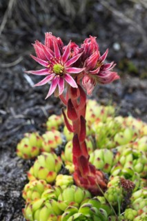 Mountain houseleek