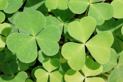 Forest clover