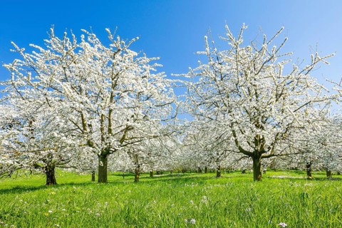 Cherry trees in spring