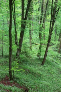 Forest with blooming wild garlic in spring