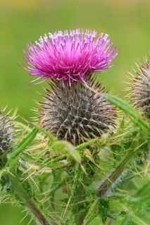 Thistle