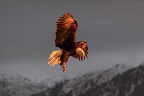 Bald eagle