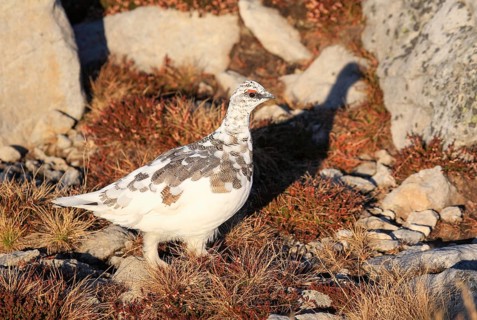 Rock Ptarmigan