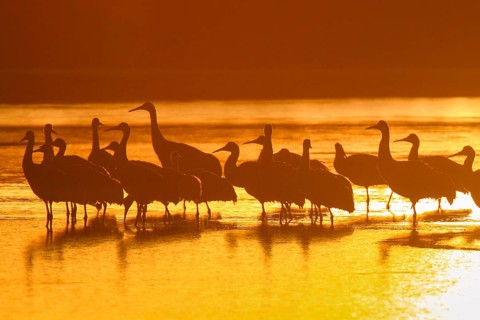 Sandhill crane