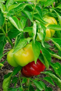 Sweet pepper