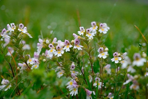 Eyebright