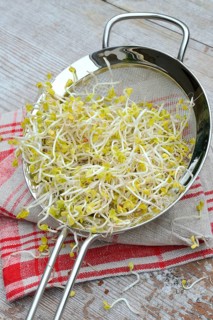 Red Radishsprouts