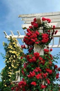 Climbing roses